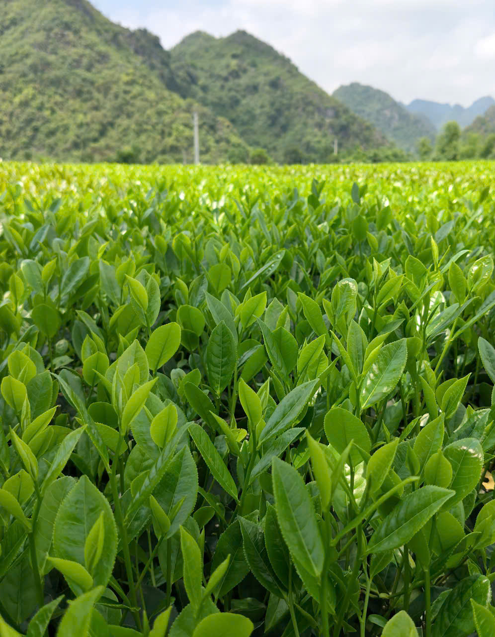 Người nông dân thu hái chè tại vùng nguyên liệu Phú Thành