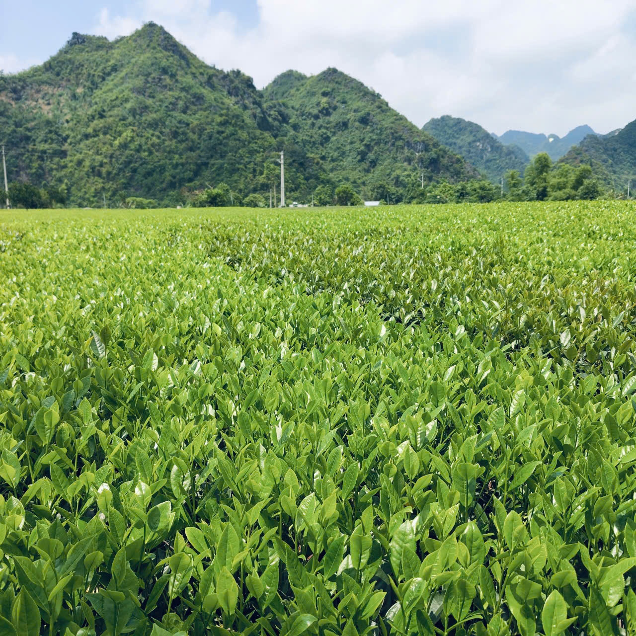 Toàn cảnh vùng nguyên liệu chè Trà Sông Bôi