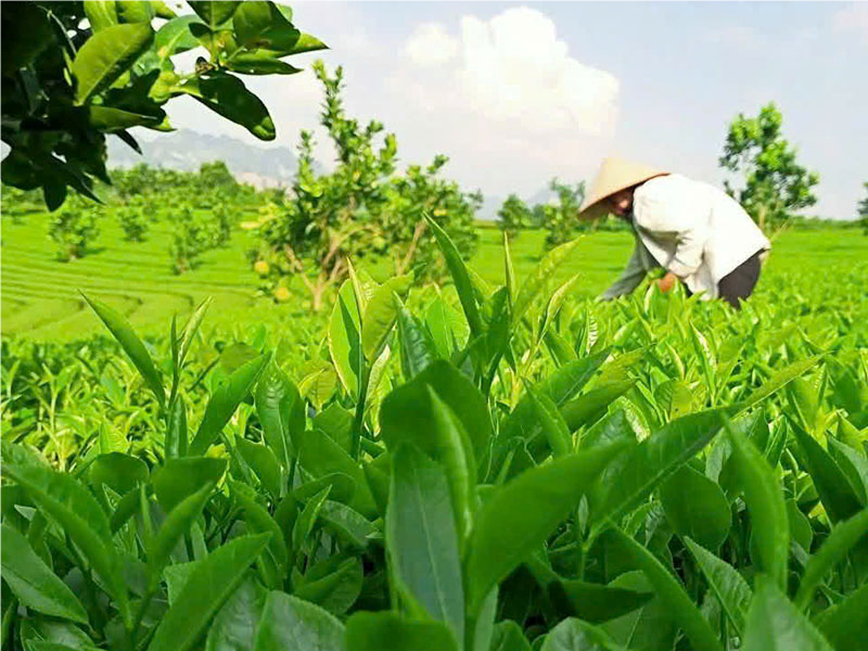 Nghệ thuật thưởng thức Chè Sông Bôi