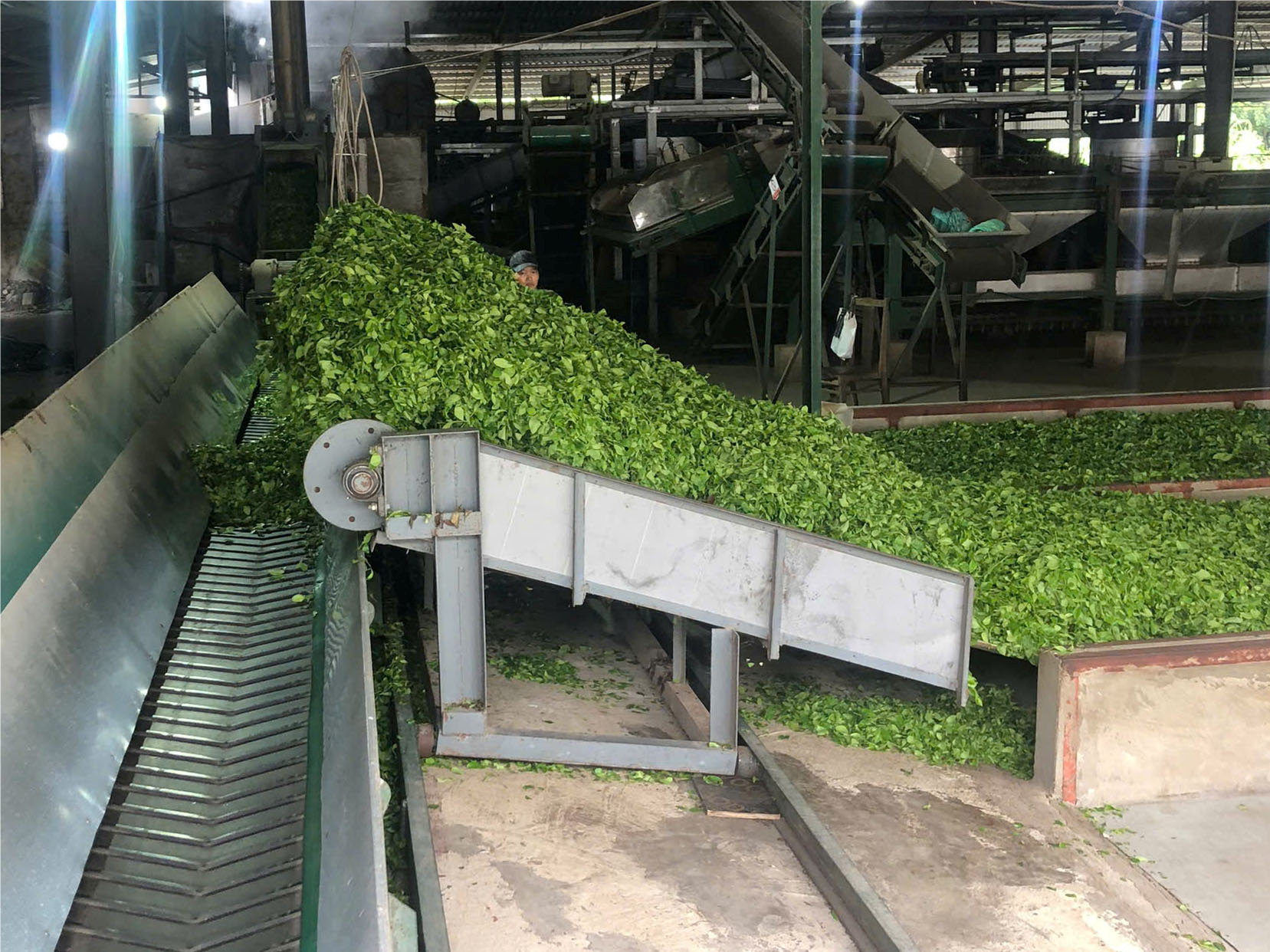 Dấu mốc đến từ hành trình hơn nửa thế kỷ