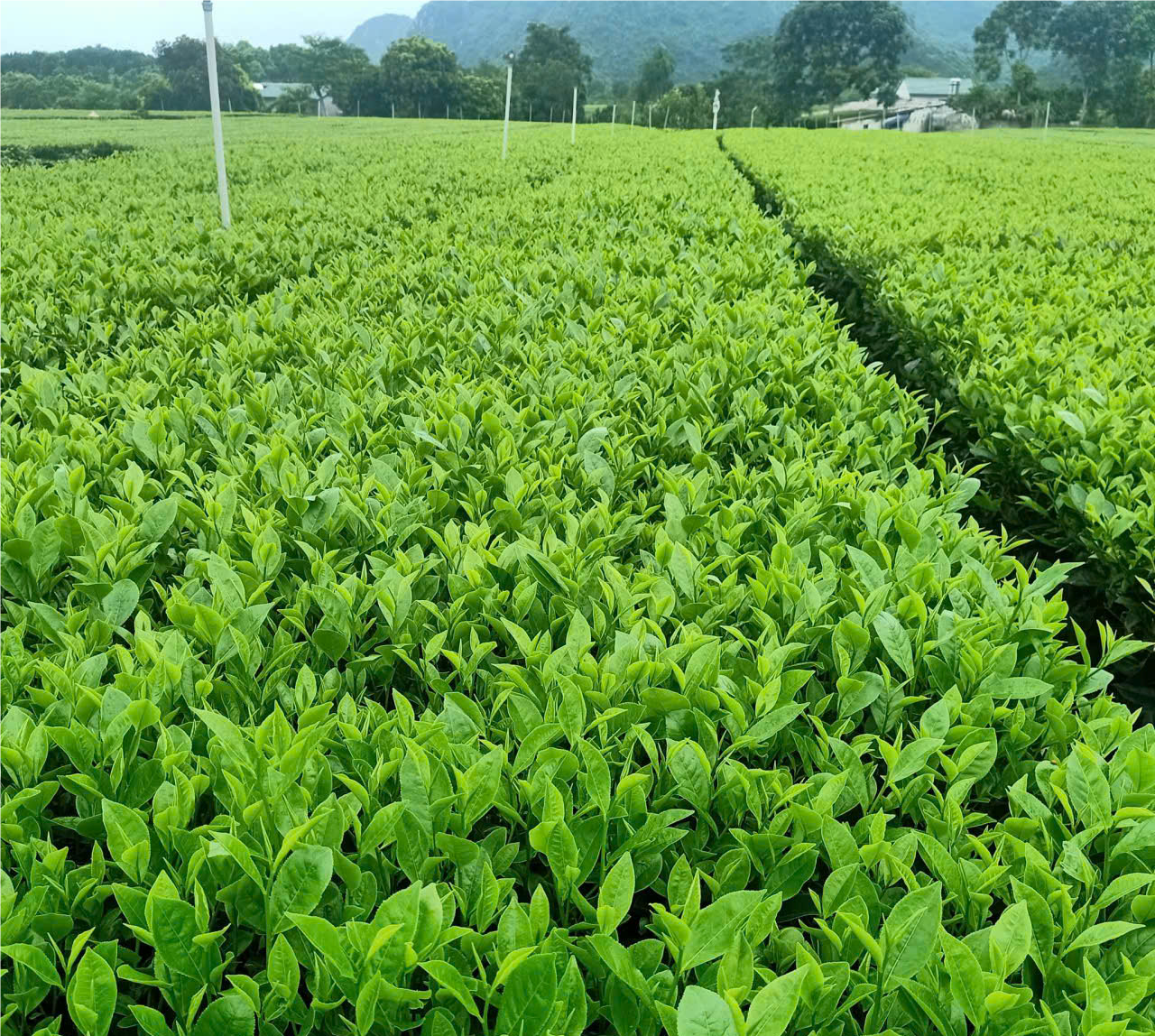 Chè xanh Sông Bôi