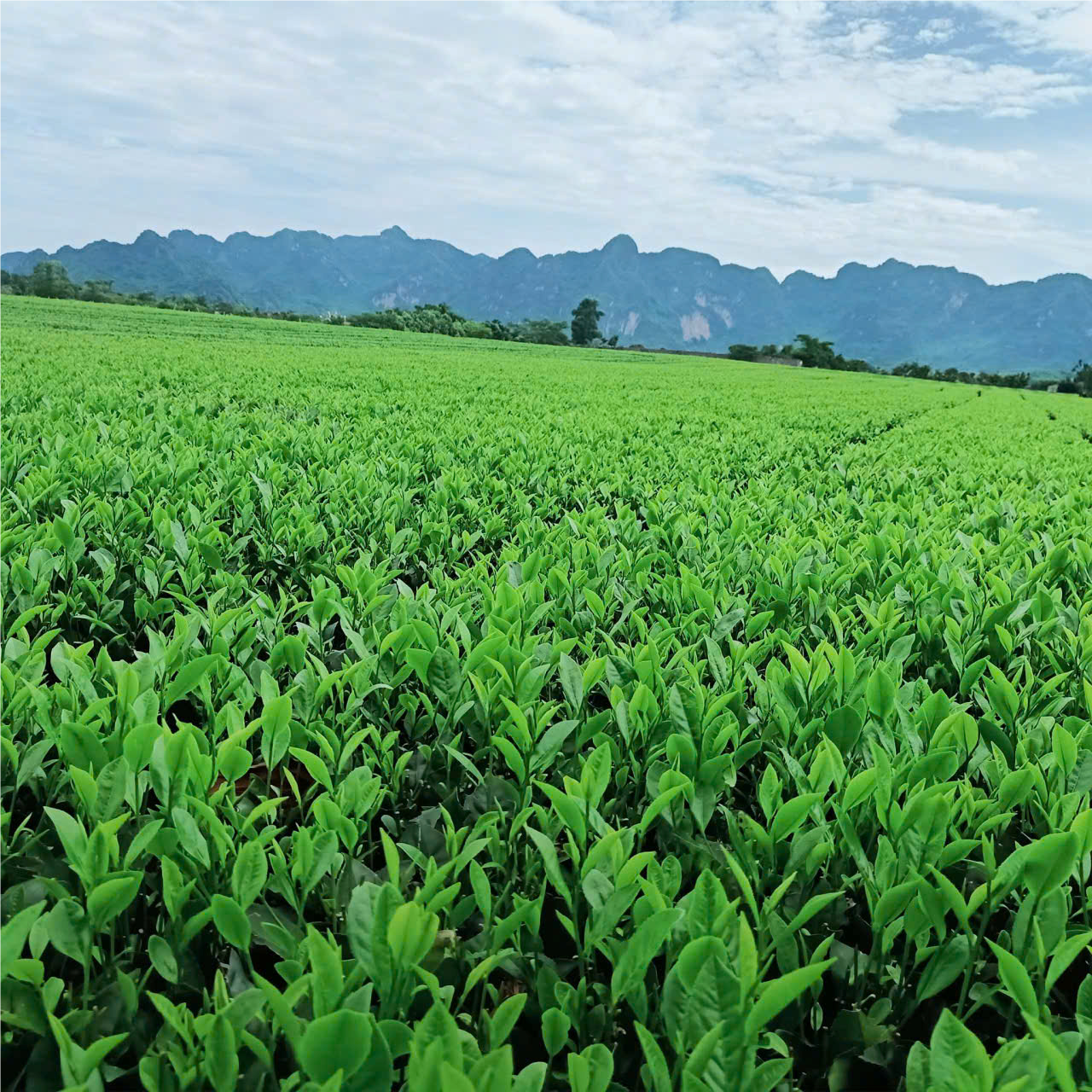 Chè xanh Sông Bôi