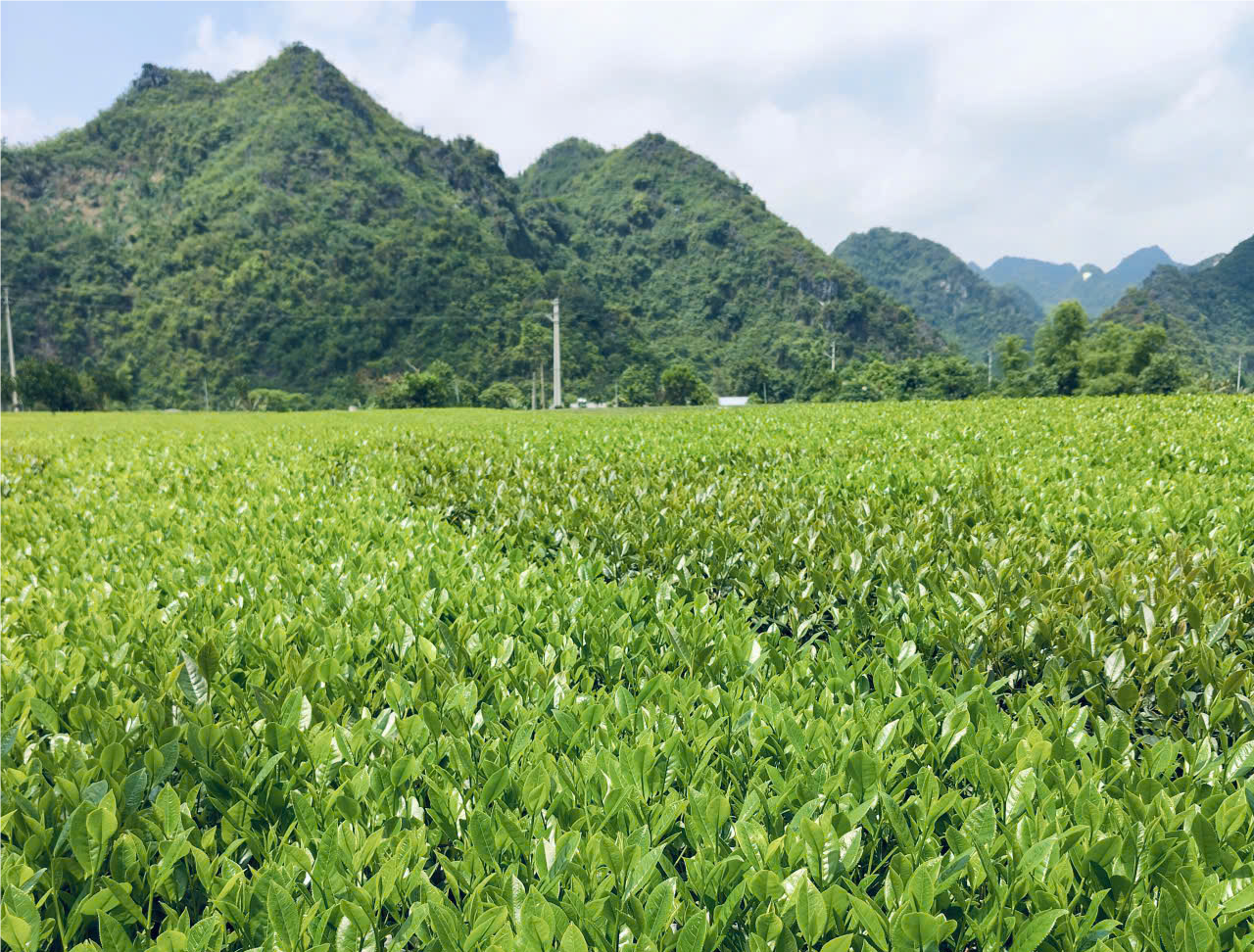 Chè xanh Sông Bôi