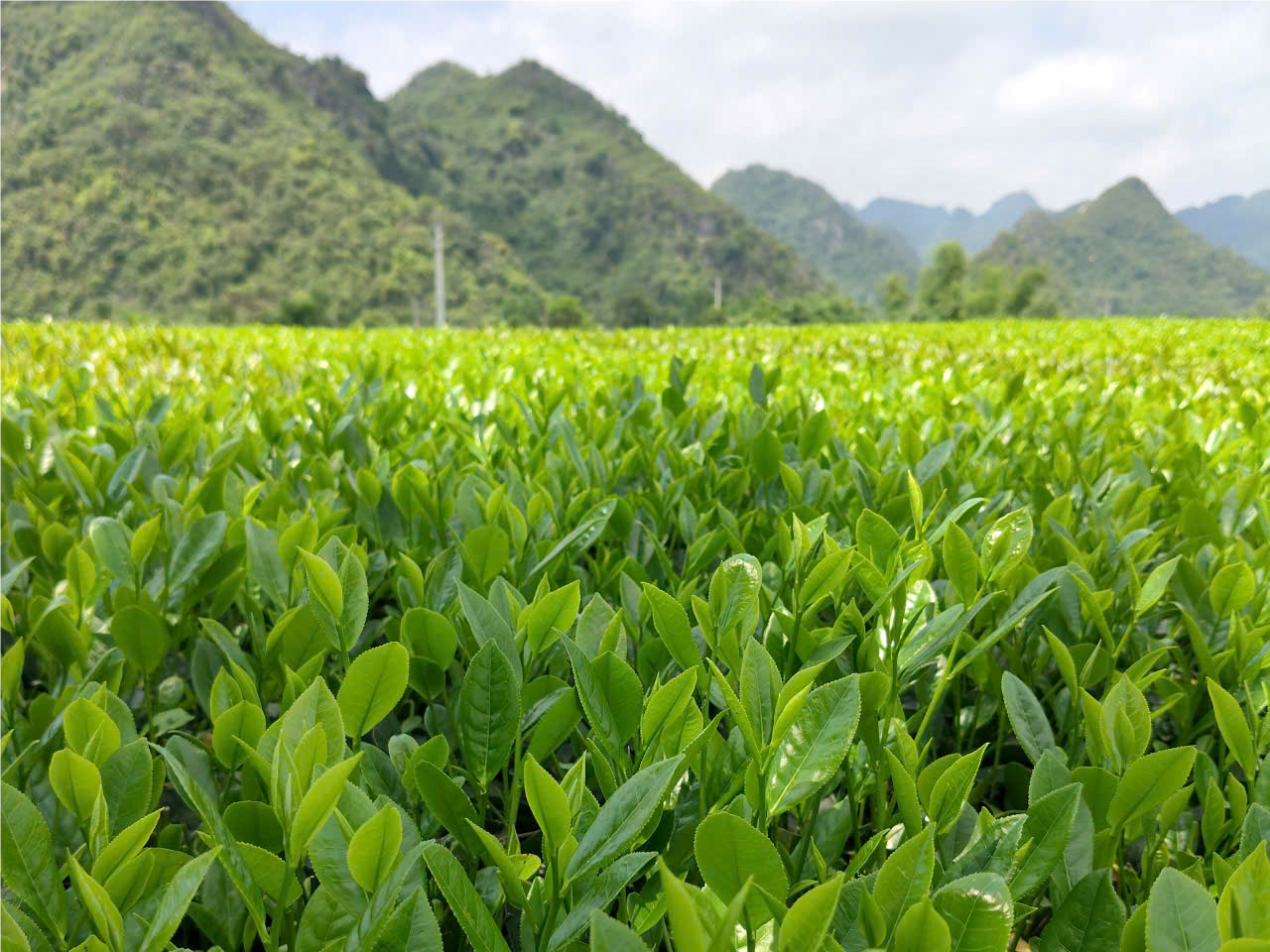 Chè xanh Sông Bôi