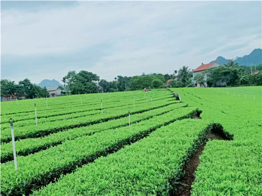 Thu hái chè